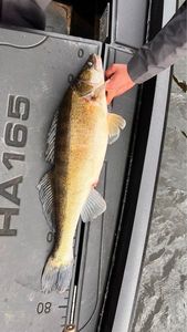 Zander