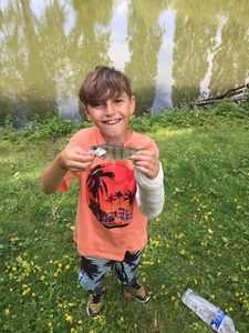 European Perch