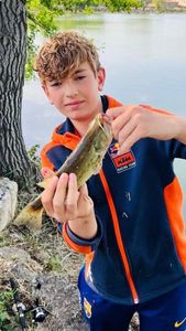 Largemouth Bass