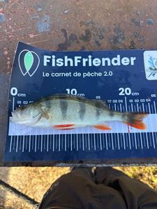 European Perch