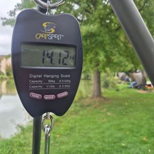 Mirror Carp