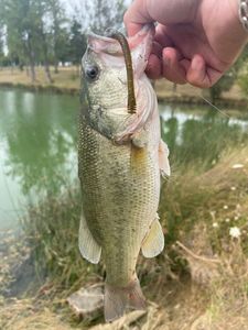 Largemouth Bass