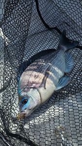 Black Seabream