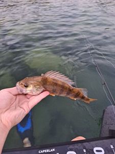 European Perch