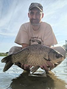 Crucian Carp