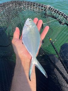 Pompano