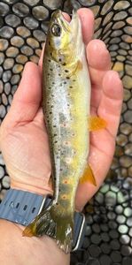 Brown Trout