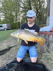 Mirror Carp