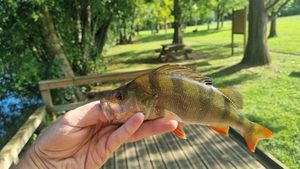 European Perch