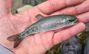 Rainbow Trout