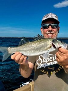European Bass (Seabass)