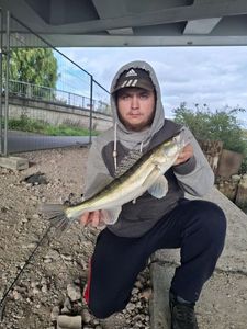 Zander