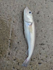 Whiting