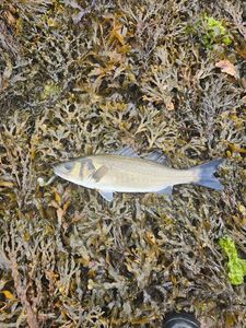 European Bass (Seabass)