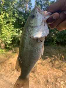 Largemouth Bass