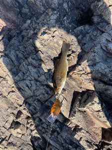 Smallmouth Bass