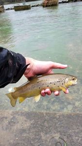 Brown Trout