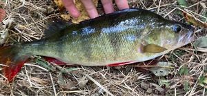 European Perch
