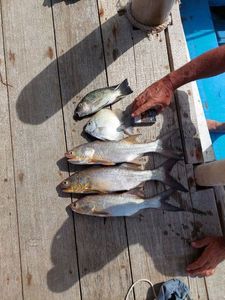 King Threadfin