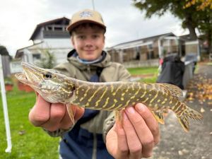 Northern Pike