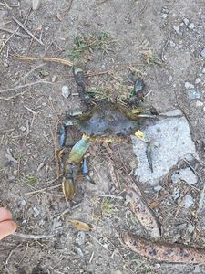 Crabe bleu