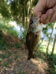 Largemouth Bass