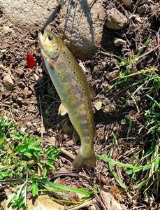 Brown Trout