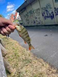 European Perch