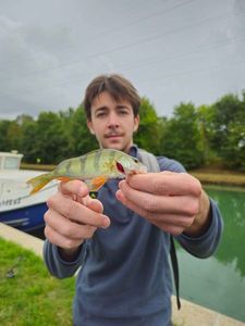 European Perch