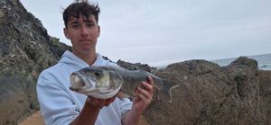 European Bass (Seabass)