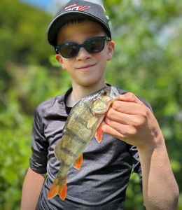 European Perch