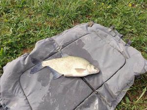 Blue Bream