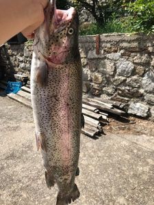 Rainbow Trout