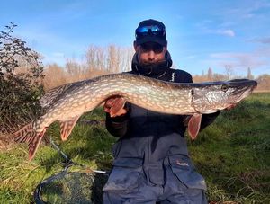 Northern Pike