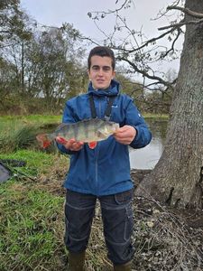 European Perch