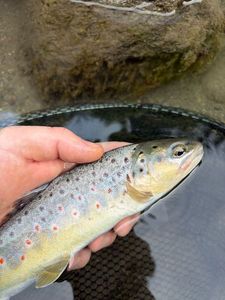 Brown Trout