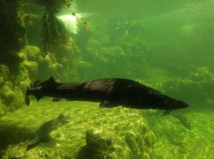 Starry Sturgeon