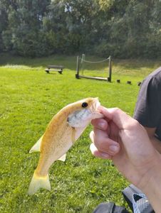 Largemouth Bass