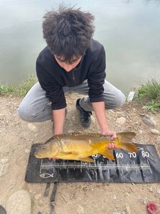 Mirror Carp