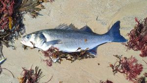 European Bass (Seabass)