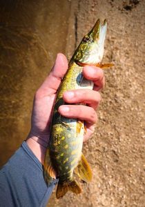 Northern Pike