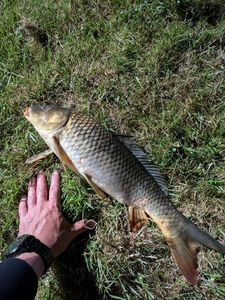 Common Carp