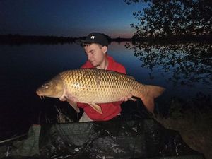 Common Carp