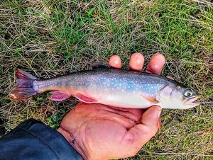 Arctic Char