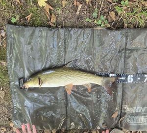 Barbel