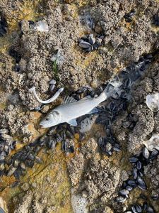 European Bass (Seabass)