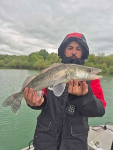 Zander