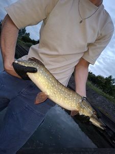 Northern Pike