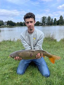 Common Carp