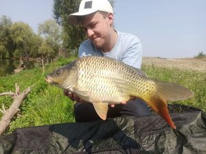 Common Carp
